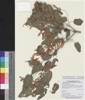 藏品(尖葉槭)的圖片